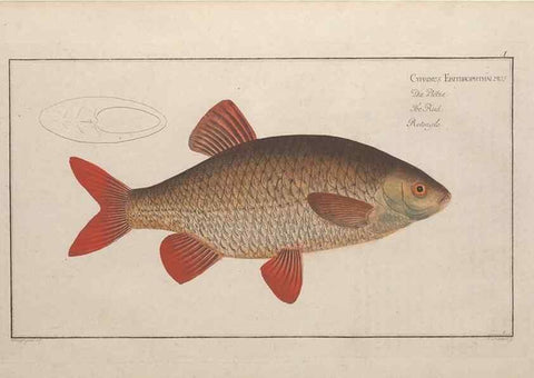 Reproducción/Reproduction 49769462197: Ichtyologie, ou, Histoire naturelle, générale et particulière des poissons :. A Berlin :Chez l'auteur, & chez François de la Garde libraire,1785-1797.. 