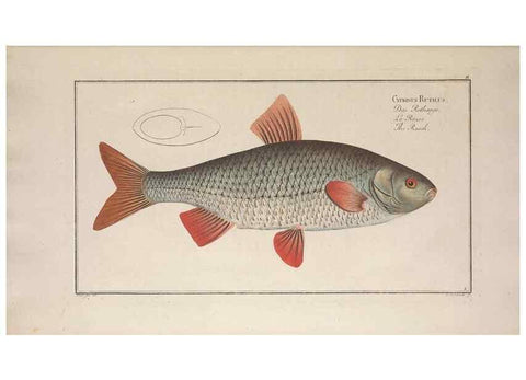 Reproducción/Reproduction 49768603513: Ichtyologie, ou, Histoire naturelle, générale et particulière des poissons :. A Berlin :Chez l'auteur, & chez François de la Garde libraire,1785-1797.. 