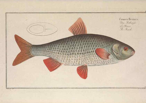 Reproducción/Reproduction 49768603513: Ichtyologie, ou, Histoire naturelle, générale et particulière des poissons :. A Berlin :Chez l'auteur, & chez François de la Garde libraire,1785-1797.. 