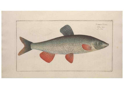 Reproducción/Reproduction 49769462947: Ichtyologie, ou, Histoire naturelle, générale et particulière des poissons :. A Berlin :Chez l'auteur, & chez François de la Garde libraire,1785-1797.. 