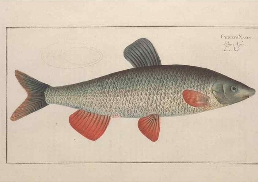 Reproducción/Reproduction 49769462947: Ichtyologie, ou, Histoire naturelle, générale et particulière des poissons :. A Berlin :Chez l'auteur, & chez François de la Garde libraire,1785-1797.. 