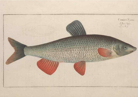 Reproducción/Reproduction 49769462947: Ichtyologie, ou, Histoire naturelle, générale et particulière des poissons :. A Berlin :Chez l'auteur, & chez François de la Garde libraire,1785-1797.. 
