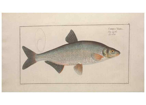 Reproducción/Reproduction 49769463302: Ichtyologie, ou, Histoire naturelle, générale et particulière des poissons :. A Berlin :Chez l'auteur, & chez François de la Garde libraire,1785-1797.. 