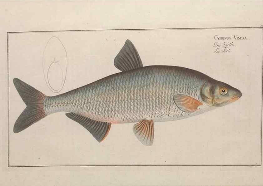 Reproducción/Reproduction 49769463302: Ichtyologie, ou, Histoire naturelle, générale et particulière des poissons :. A Berlin :Chez l'auteur, & chez François de la Garde libraire,1785-1797.. 