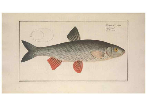 Reproducción/Reproduction 49769463712: Ichtyologie, ou, Histoire naturelle, générale et particulière des poissons :. A Berlin :Chez l'auteur, & chez François de la Garde libraire,1785-1797.. 