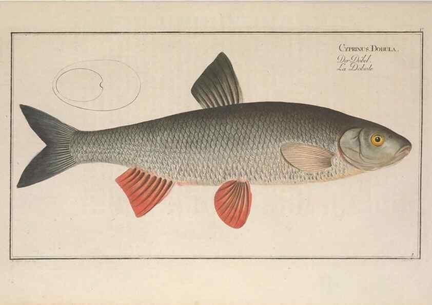Reproducción/Reproduction 49769463712: Ichtyologie, ou, Histoire naturelle, générale et particulière des poissons :. A Berlin :Chez l'auteur, & chez François de la Garde libraire,1785-1797.. 