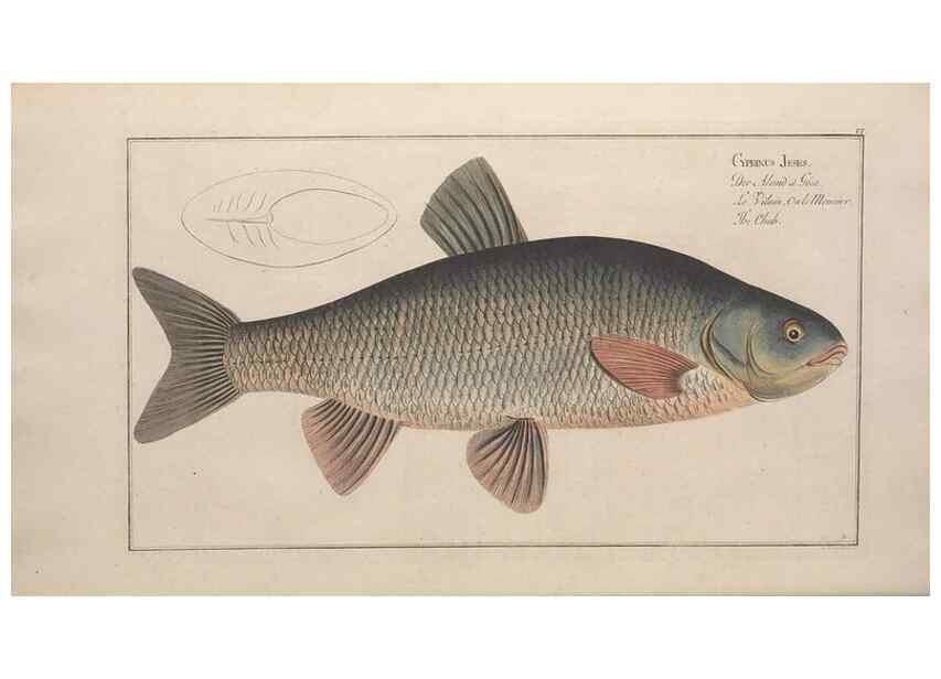 Reproducción/Reproduction 49769463987: Ichtyologie, ou, Histoire naturelle, générale et particulière des poissons :. A Berlin :Chez l'auteur, & chez François de la Garde libraire,1785-1797.. 