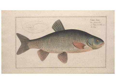 Reproducción/Reproduction 49769463987: Ichtyologie, ou, Histoire naturelle, générale et particulière des poissons :. A Berlin :Chez l'auteur, & chez François de la Garde libraire,1785-1797.. 