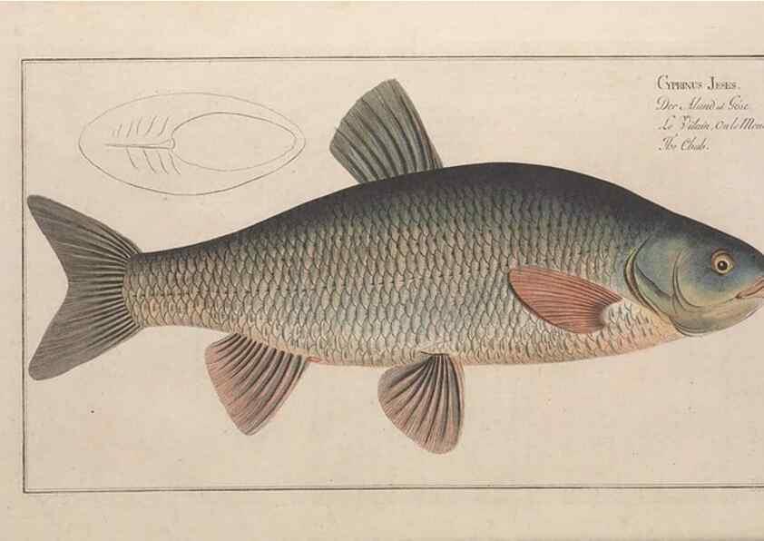 Reproducción/Reproduction 49769463987: Ichtyologie, ou, Histoire naturelle, générale et particulière des poissons :. A Berlin :Chez l'auteur, & chez François de la Garde libraire,1785-1797.. 