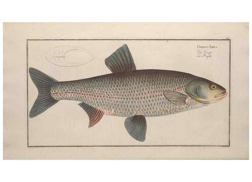 Reproducción/Reproduction 49768605028: Ichtyologie, ou, Histoire naturelle, générale et particulière des poissons :. A Berlin :Chez l'auteur, & chez François de la Garde libraire,1785-1797.. 