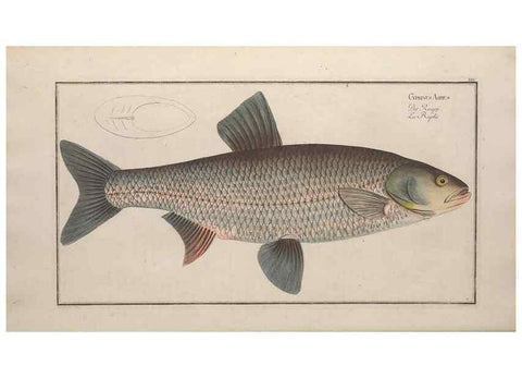 Reproducción/Reproduction 49768605028: Ichtyologie, ou, Histoire naturelle, générale et particulière des poissons :. A Berlin :Chez l'auteur, & chez François de la Garde libraire,1785-1797.. 