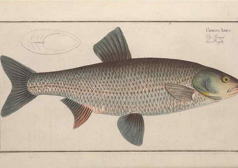 Reproducción/Reproduction 49768605028: Ichtyologie, ou, Histoire naturelle, générale et particulière des poissons :. A Berlin :Chez l'auteur, & chez François de la Garde libraire,1785-1797.. 