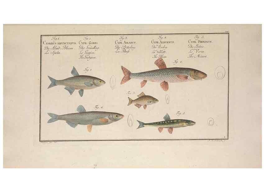 Reproducción/Reproduction 49769464702: Ichtyologie, ou, Histoire naturelle, générale et particulière des poissons :. A Berlin :Chez l'auteur, & chez François de la Garde libraire,1785-1797.. 