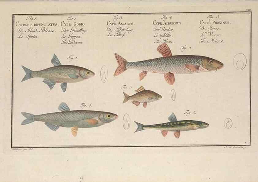Reproducción/Reproduction 49769464702: Ichtyologie, ou, Histoire naturelle, générale et particulière des poissons :. A Berlin :Chez l'auteur, & chez François de la Garde libraire,1785-1797.. 