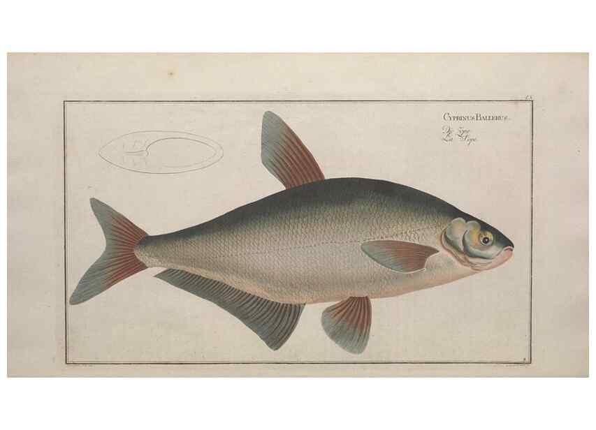 Reproducción/Reproduction 49769465052: Ichtyologie, ou, Histoire naturelle, générale et particulière des poissons :. A Berlin :Chez l'auteur, & chez François de la Garde libraire,1785-1797.. 