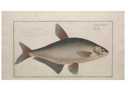 Reproducción/Reproduction 49769465052: Ichtyologie, ou, Histoire naturelle, générale et particulière des poissons :. A Berlin :Chez l'auteur, & chez François de la Garde libraire,1785-1797.. 