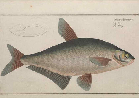 Reproducción/Reproduction 49769465052: Ichtyologie, ou, Histoire naturelle, générale et particulière des poissons :. A Berlin :Chez l'auteur, & chez François de la Garde libraire,1785-1797.. 