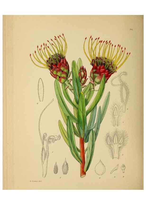 Reproducción/Reproduction 49757208263: The Flowering plants of Africa.. Pretoria [etc.]Botanical Research Institute, Dept. of Agricultural Technical Services, Republic of South Africa.. 