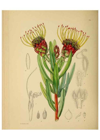 Reproducción/Reproduction 49757208263: The Flowering plants of Africa.. Pretoria [etc.]Botanical Research Institute, Dept. of Agricultural Technical Services, Republic of South Africa.. 