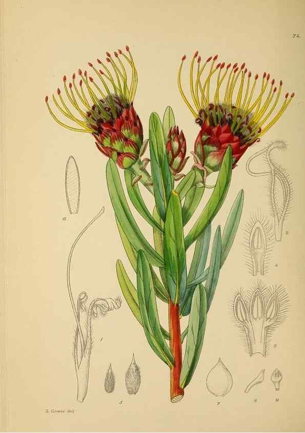 Reproducción/Reproduction 49757208263: The Flowering plants of Africa.. Pretoria [etc.]Botanical Research Institute, Dept. of Agricultural Technical Services, Republic of South Africa.. 