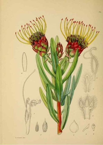 Reproducción/Reproduction 49757208263: The Flowering plants of Africa.. Pretoria [etc.]Botanical Research Institute, Dept. of Agricultural Technical Services, Republic of South Africa.. 