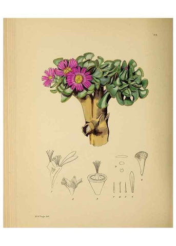 Reproducción/Reproduction 49757207923: The Flowering plants of Africa.. Pretoria [etc.]Botanical Research Institute, Dept. of Agricultural Technical Services, Republic of South Africa.. 