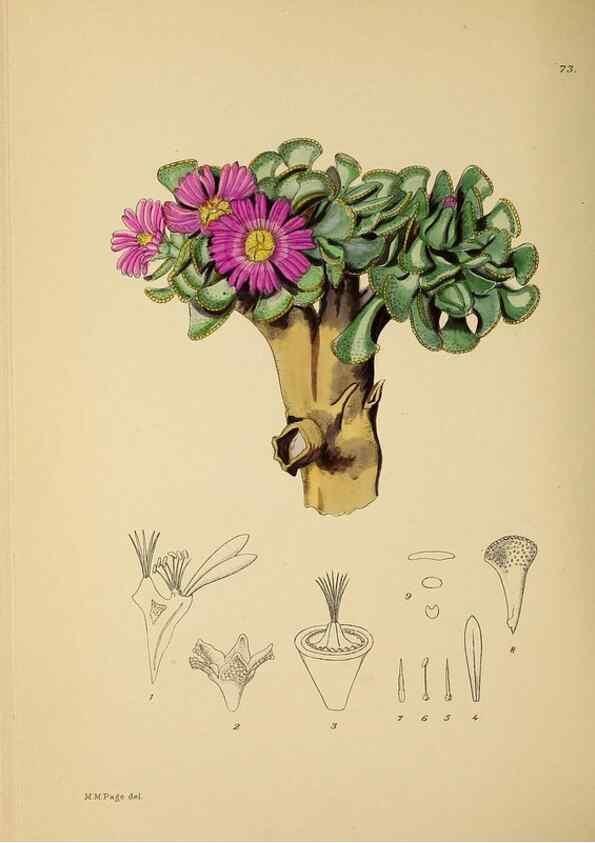 Reproducción/Reproduction 49757207923: The Flowering plants of Africa.. Pretoria [etc.]Botanical Research Institute, Dept. of Agricultural Technical Services, Republic of South Africa.. 