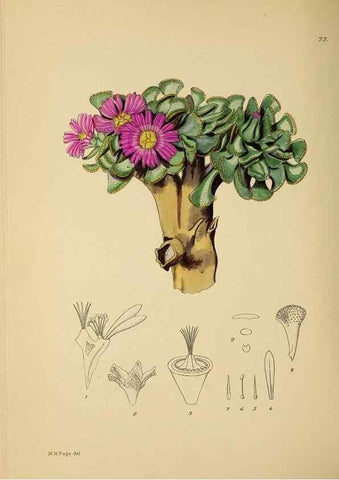 Reproducción/Reproduction 49757207923: The Flowering plants of Africa.. Pretoria [etc.]Botanical Research Institute, Dept. of Agricultural Technical Services, Republic of South Africa.. 