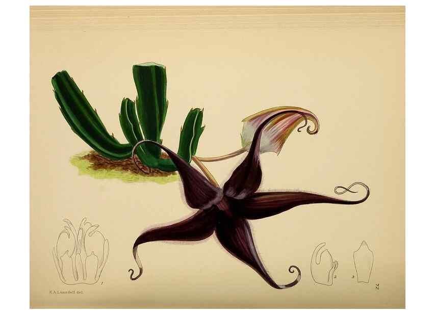 Reproducción/Reproduction 49758068497: The Flowering plants of Africa.. Pretoria [etc.]Botanical Research Institute, Dept. of Agricultural Technical Services, Republic of South Africa.. 