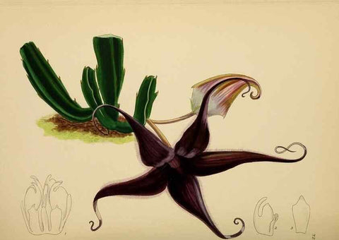 Reproducción/Reproduction 49758068497: The Flowering plants of Africa.. Pretoria [etc.]Botanical Research Institute, Dept. of Agricultural Technical Services, Republic of South Africa.. 