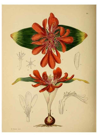 Reproducción/Reproduction 49757736261: The Flowering plants of Africa.. Pretoria [etc.]Botanical Research Institute, Dept. of Agricultural Technical Services, Republic of South Africa.. 