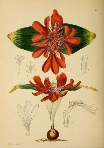 Reproducción/Reproduction 49757736261: The Flowering plants of Africa.. Pretoria [etc.]Botanical Research Institute, Dept. of Agricultural Technical Services, Republic of South Africa.. 