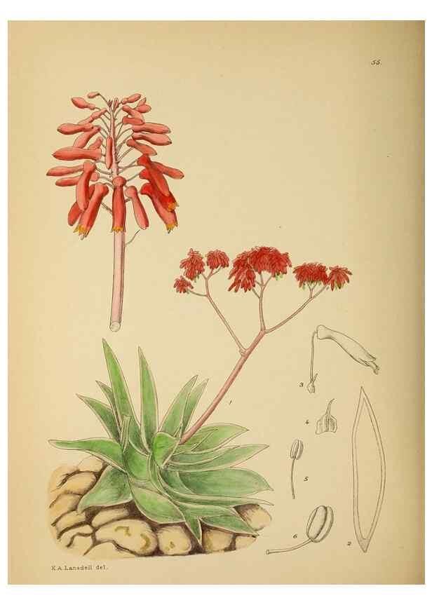 Reproducción/Reproduction 49757202993: The Flowering plants of Africa.. Pretoria [etc.]Botanical Research Institute, Dept. of Agricultural Technical Services, Republic of South Africa.. 