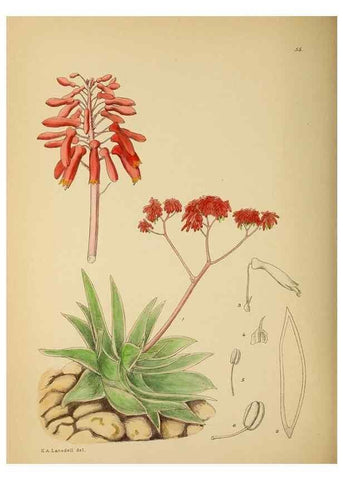 Reproducción/Reproduction 49757202993: The Flowering plants of Africa.. Pretoria [etc.]Botanical Research Institute, Dept. of Agricultural Technical Services, Republic of South Africa.. 