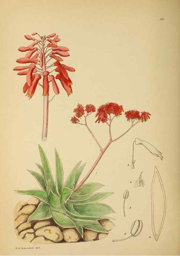 Reproducción/Reproduction 49757202993: The Flowering plants of Africa.. Pretoria [etc.]Botanical Research Institute, Dept. of Agricultural Technical Services, Republic of South Africa.. 