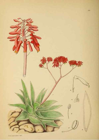Reproducción/Reproduction 49757202993: The Flowering plants of Africa.. Pretoria [etc.]Botanical Research Institute, Dept. of Agricultural Technical Services, Republic of South Africa.. 