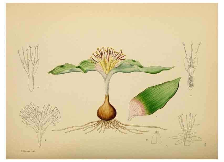 Reproducción/Reproduction 49757203293: The Flowering plants of Africa.. Pretoria [etc.]Botanical Research Institute, Dept. of Agricultural Technical Services, Republic of South Africa.. 