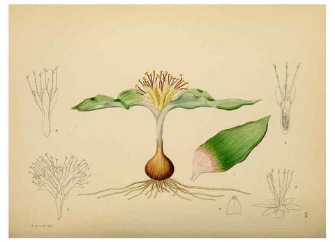 Reproducción/Reproduction 49757203293: The Flowering plants of Africa.. Pretoria [etc.]Botanical Research Institute, Dept. of Agricultural Technical Services, Republic of South Africa.. 