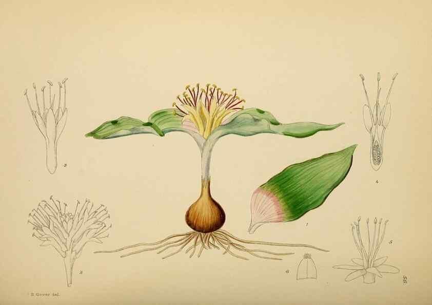 Reproducción/Reproduction 49757203293: The Flowering plants of Africa.. Pretoria [etc.]Botanical Research Institute, Dept. of Agricultural Technical Services, Republic of South Africa.. 