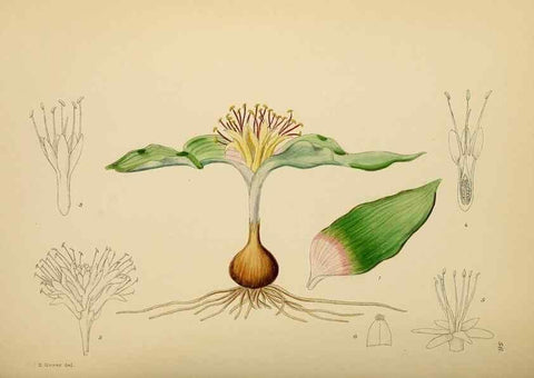 Reproducción/Reproduction 49757203293: The Flowering plants of Africa.. Pretoria [etc.]Botanical Research Institute, Dept. of Agricultural Technical Services, Republic of South Africa.. 