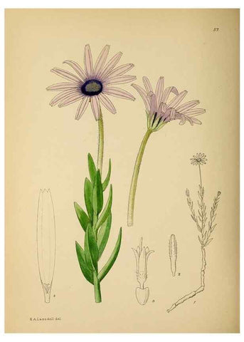 Reproducción/Reproduction 49757732621: The Flowering plants of Africa.. Pretoria [etc.]Botanical Research Institute, Dept. of Agricultural Technical Services, Republic of South Africa.. 