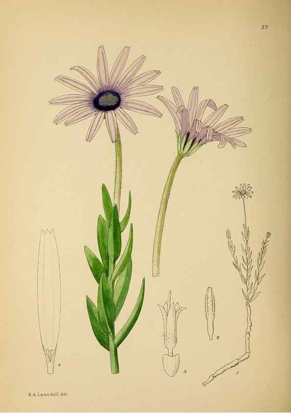 Reproducción/Reproduction 49757732621: The Flowering plants of Africa.. Pretoria [etc.]Botanical Research Institute, Dept. of Agricultural Technical Services, Republic of South Africa.. 
