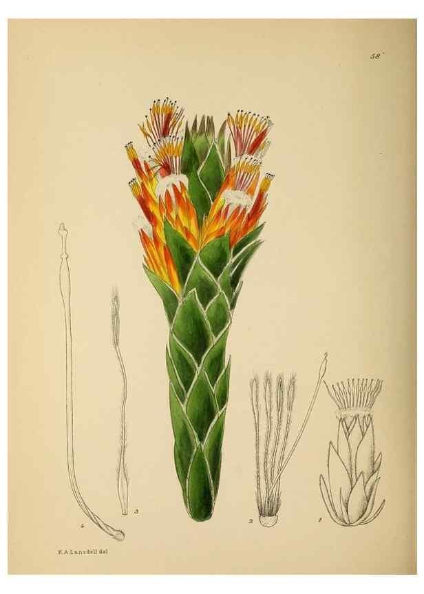 Reproducción/Reproduction 49757732866: The Flowering plants of Africa.. Pretoria [etc.]Botanical Research Institute, Dept. of Agricultural Technical Services, Republic of South Africa.. 