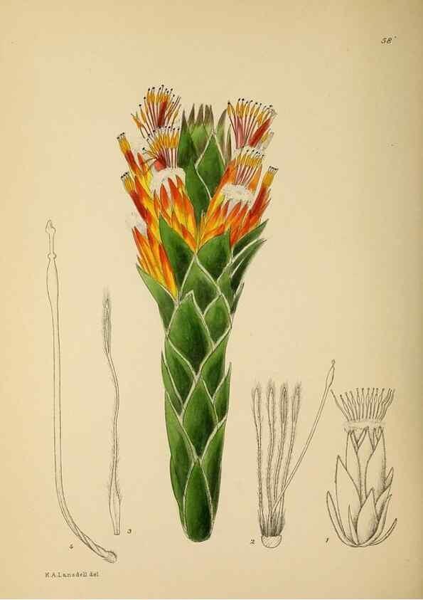 Reproducción/Reproduction 49757732866: The Flowering plants of Africa.. Pretoria [etc.]Botanical Research Institute, Dept. of Agricultural Technical Services, Republic of South Africa.. 