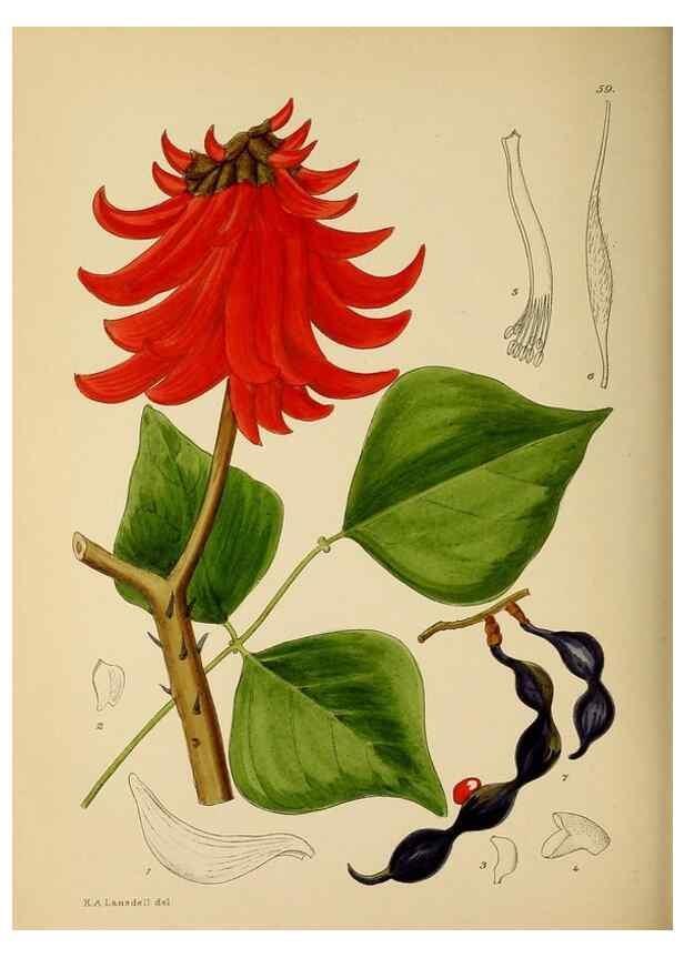 Reproducción/Reproduction 49758064992: The Flowering plants of Africa.. Pretoria [etc.]Botanical Research Institute, Dept. of Agricultural Technical Services, Republic of South Africa.. 