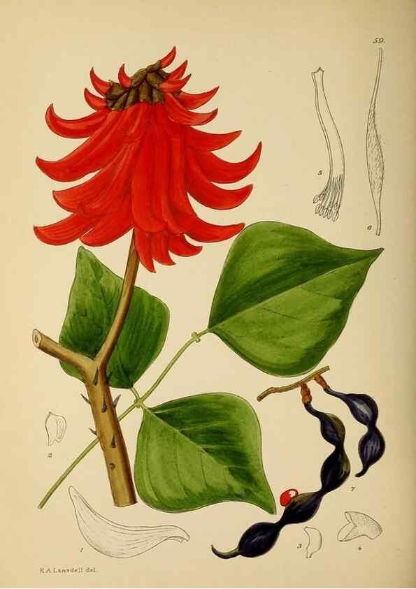 Reproducción/Reproduction 49758064992: The Flowering plants of Africa.. Pretoria [etc.]Botanical Research Institute, Dept. of Agricultural Technical Services, Republic of South Africa.. 