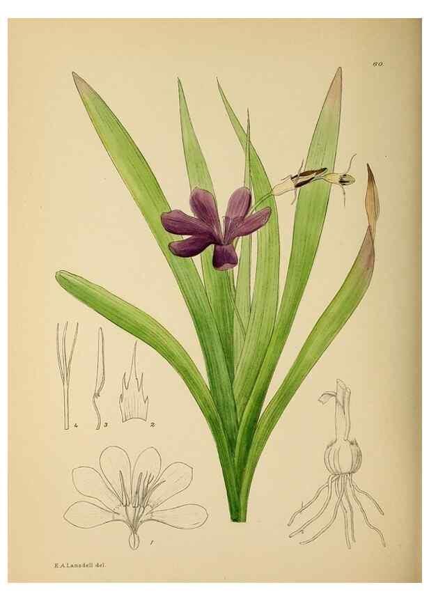 Reproducción/Reproduction 49758065262: The Flowering plants of Africa.. Pretoria [etc.]Botanical Research Institute, Dept. of Agricultural Technical Services, Republic of South Africa.. 