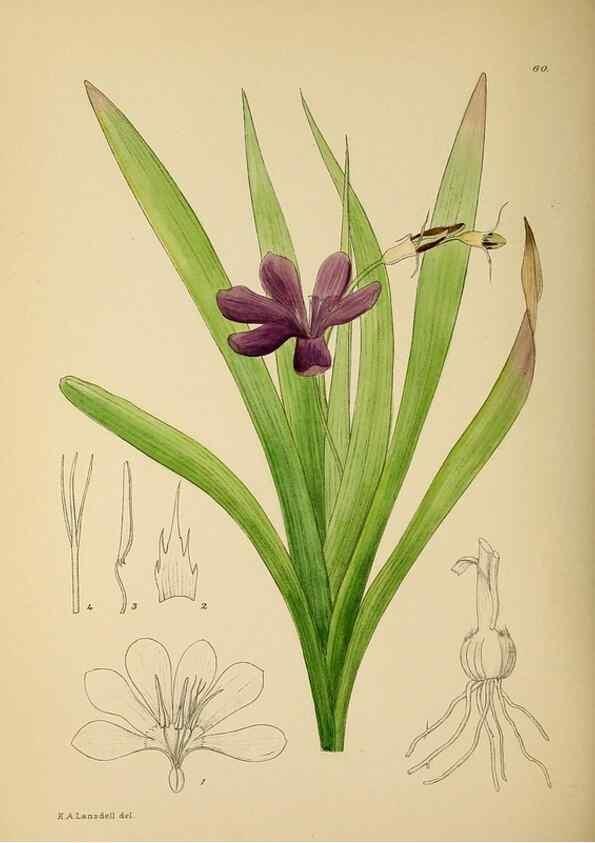 Reproducción/Reproduction 49758065262: The Flowering plants of Africa.. Pretoria [etc.]Botanical Research Institute, Dept. of Agricultural Technical Services, Republic of South Africa.. 