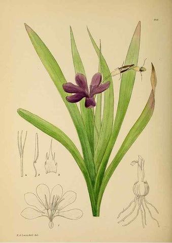 Reproducción/Reproduction 49758065262: The Flowering plants of Africa.. Pretoria [etc.]Botanical Research Institute, Dept. of Agricultural Technical Services, Republic of South Africa.. 