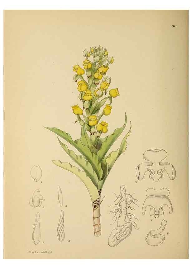 Reproducción/Reproduction 49757733706: The Flowering plants of Africa.. Pretoria [etc.]Botanical Research Institute, Dept. of Agricultural Technical Services, Republic of South Africa.. 